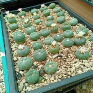 peyote cactus