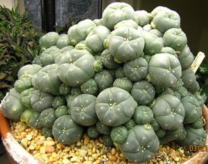 the peyote cactus buy