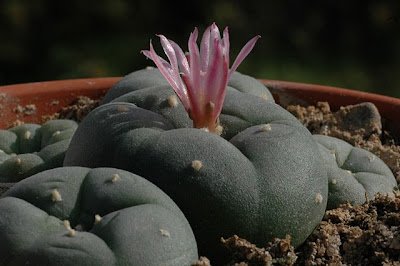 the peyote cactus buy