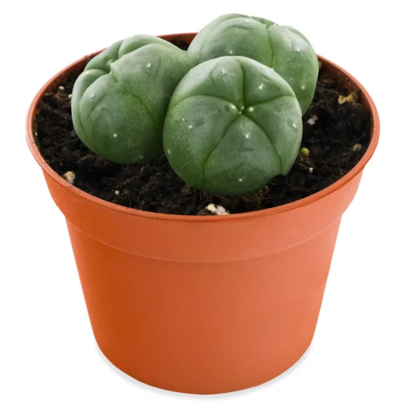 Buy Peyote Plants