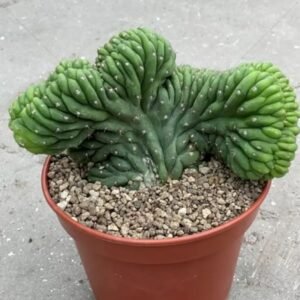 Crested San Pedro