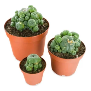 Where To Buy Peyote Cactus