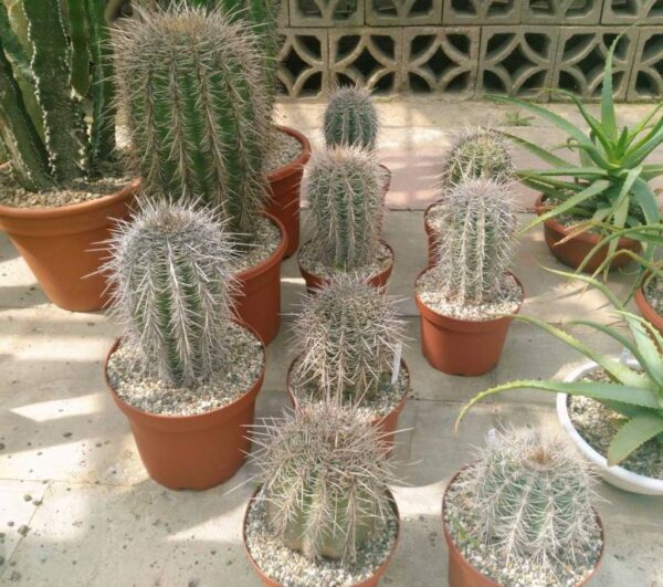 saguaro cactus for sale