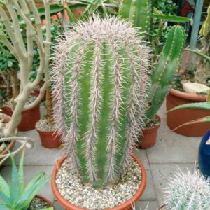 saguaro cactus for sale
