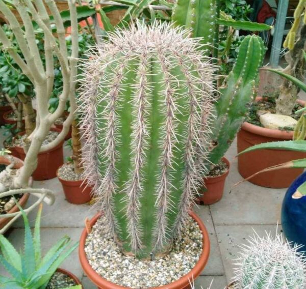 saguaro cactus for sale