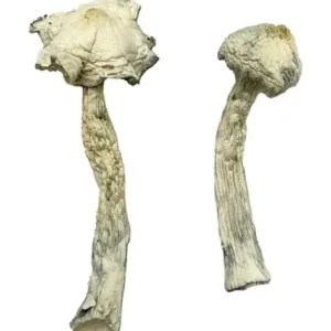 Albino Golden Teacher Magic Mushrooms
